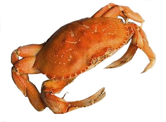 螃蟹 PNG透明元素免抠图素材 16素材网编号:23709