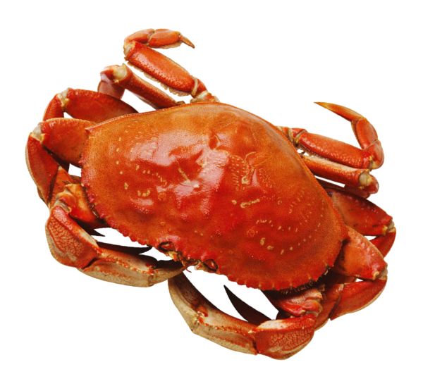 螃蟹 PNG透明元素免抠图素材 16素材网编号:23710