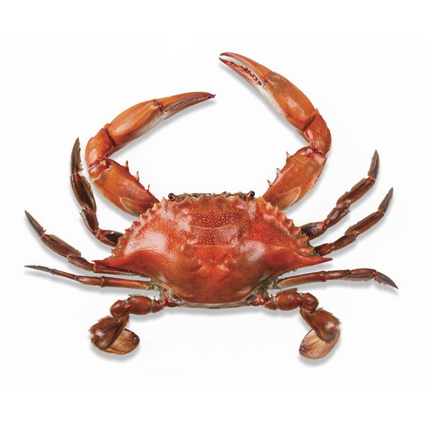 螃蟹 PNG免抠图透明素材 16设计网编号:23713