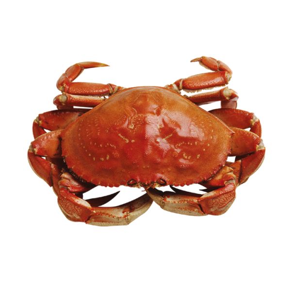 螃蟹 PNG透明背景免抠图元素 素材中国编号:23721