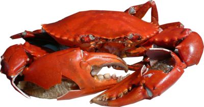 螃蟹 PNG免抠图透明素材 16设计网编号:23724