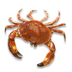 螃蟹 PNG透明背景免抠图元素 16图库网编号:23726