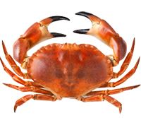 螃蟹 PNG透明背景免抠图元素 素材中国编号:23727
