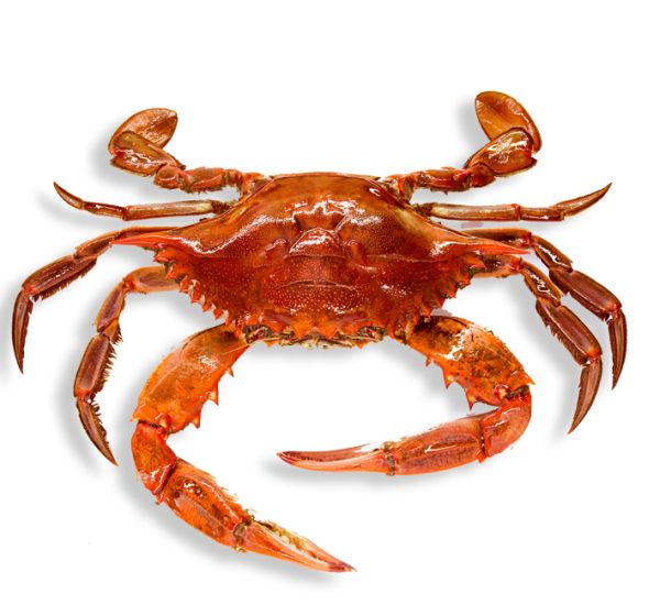 螃蟹 PNG免抠图透明素材 16设计网编号:23729