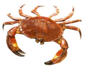 螃蟹 PNG透明背景免抠图元素 16图库网编号:23733