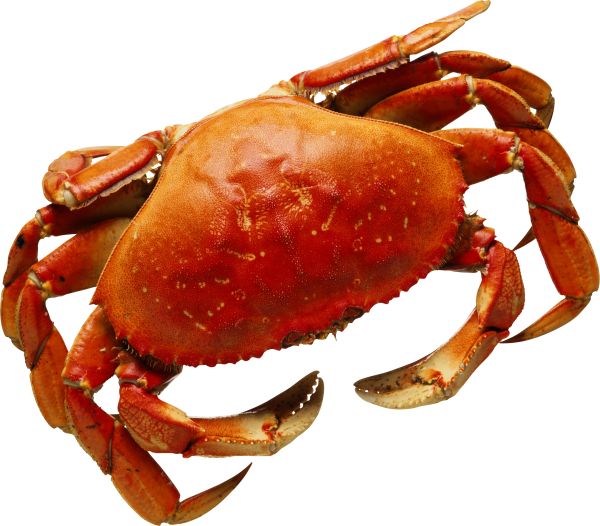 螃蟹 PNG透明背景免抠图元素 16图库网编号:23691