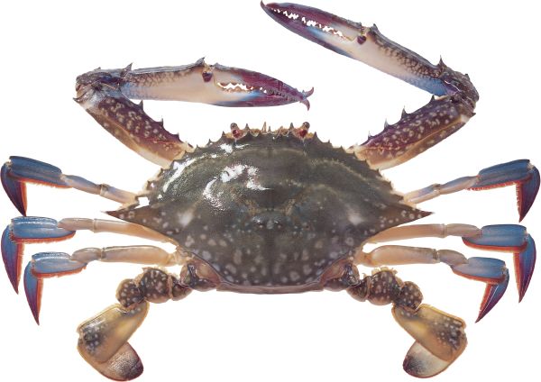 螃蟹 PNG免抠图透明素材 16设计网编号:23693