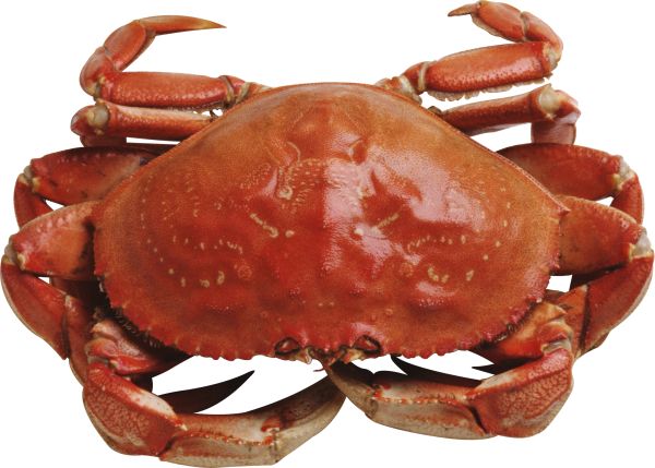 螃蟹 PNG免抠图透明素材 16设计网编号:23694