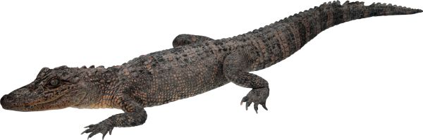 鳄鱼 PNG免抠图透明素材 素材天下编号:13163