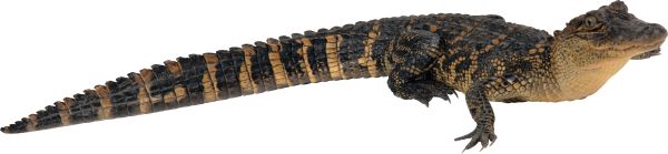 鳄鱼 PNG透明背景免抠图元素 16图库网编号:13164