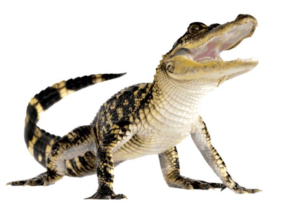 鳄鱼 PNG透明背景免抠图元素 16图