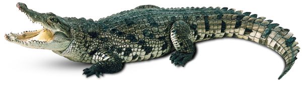 鳄鱼 PNG透明元素免抠图素材 16素材网编号:13170