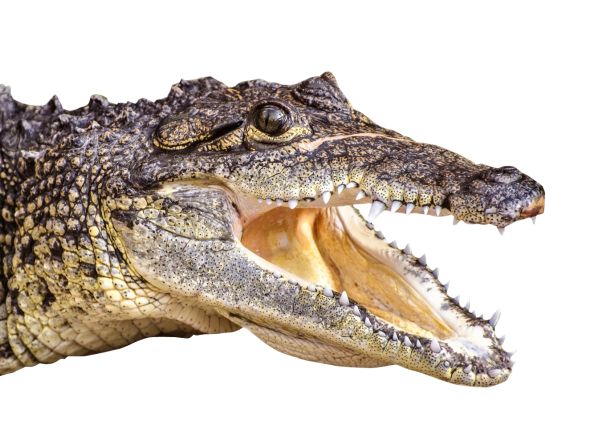 鳄鱼 PNG透明背景免抠图元素 素材