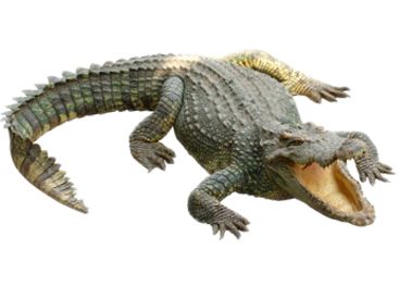 鳄鱼 PNG透明元素免抠图素材 16素材网编号:13172