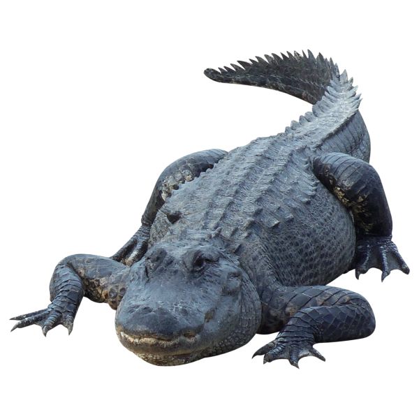鳄鱼 PNG免抠图透明素材 16设计网编号:13178