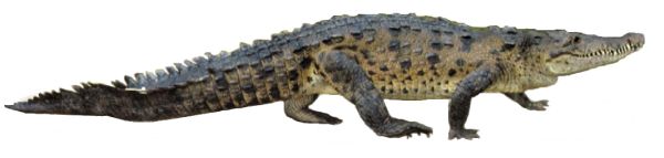 鳄鱼 PNG透明背景免抠图元素 素材中国编号:13183