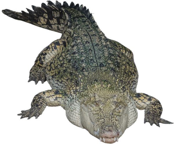 鳄鱼 PNG透明背景免抠图元素 素材中国编号:13184