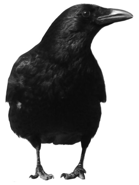 黑色乌鸦PNG透明元素免抠图素材 16素材网编号:3095