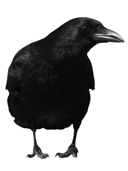 黑色乌鸦PNG免抠图透明素材 16设计