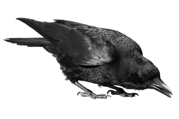 黑色乌鸦PNG透明背景免抠图元素 素