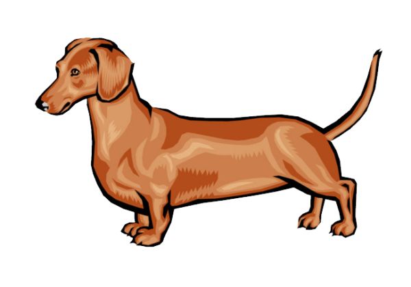 腊肠犬 PNG免抠图透明素材 16设计网编号:72335
