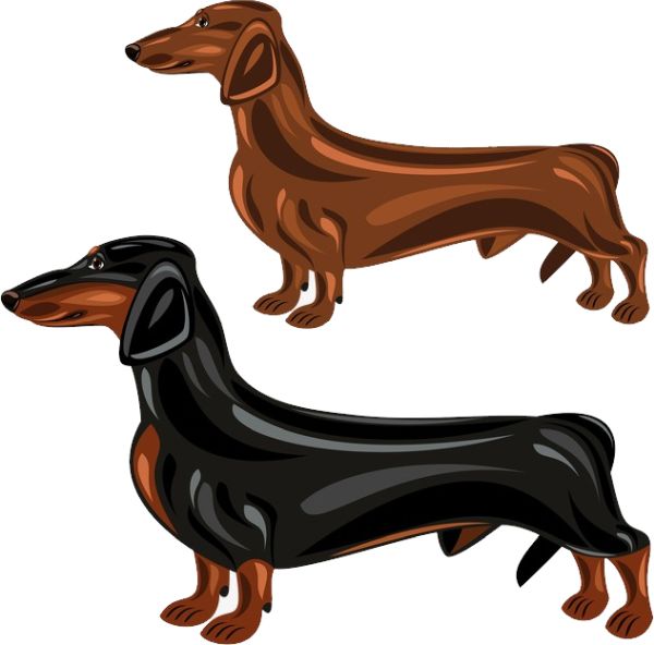 腊肠犬 PNG免抠图透明素材 16设计网编号:72344