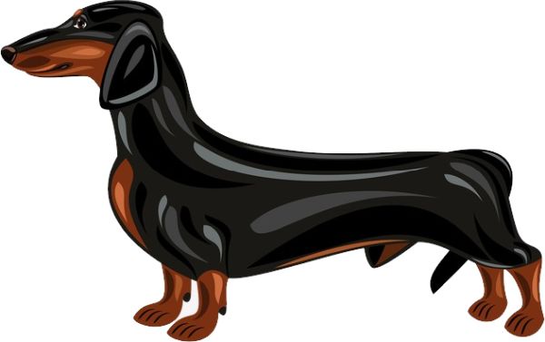 腊肠犬 PNG免抠图透明素材 普贤居素材编号:72345