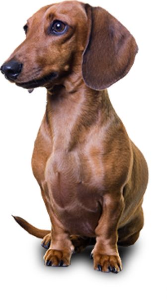 腊肠犬 PNG透明背景免抠图元素 16图库网编号:72349