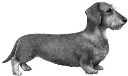 腊肠犬 PNG透明背景免抠图元素 16图库网编号:72353
