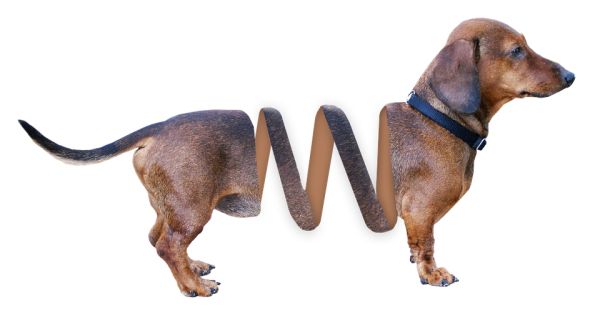 腊肠犬 PNG透明元素免抠图素材 16素材网编号:72362