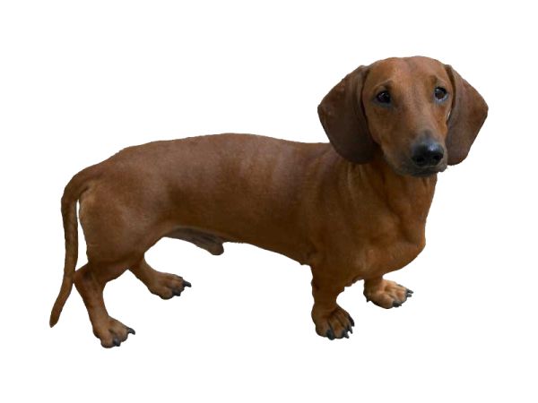 腊肠犬 PNG透明背景免抠图元素 16图库网编号:72337