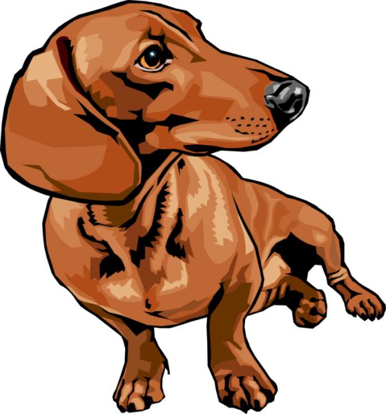 腊肠犬 PNG免抠图透明素材 16设计网编号:72367