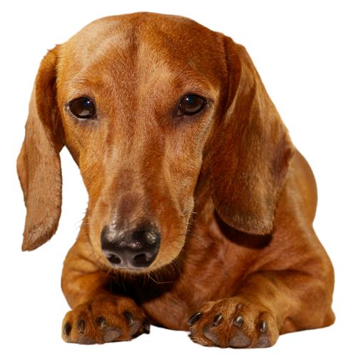 腊肠犬 PNG透明背景免抠图元素 16图库网编号:72374