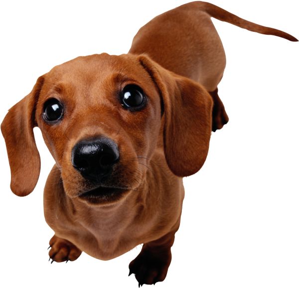 腊肠犬 PNG透明背景免抠图元素 16图库网编号:72377