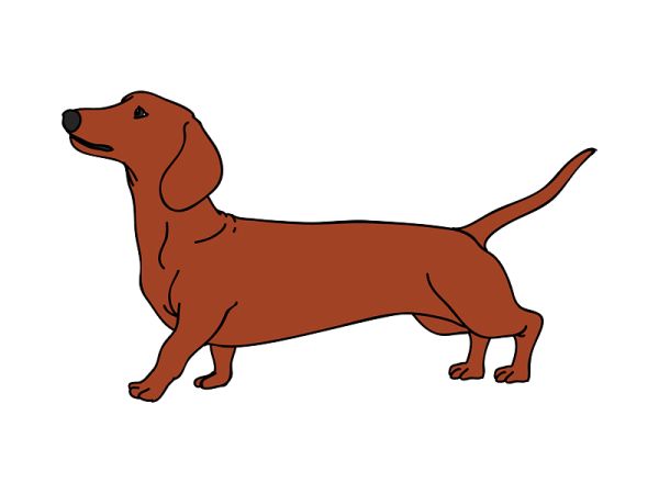 腊肠犬 PNG透明背景免抠图元素 16图库网编号:72339