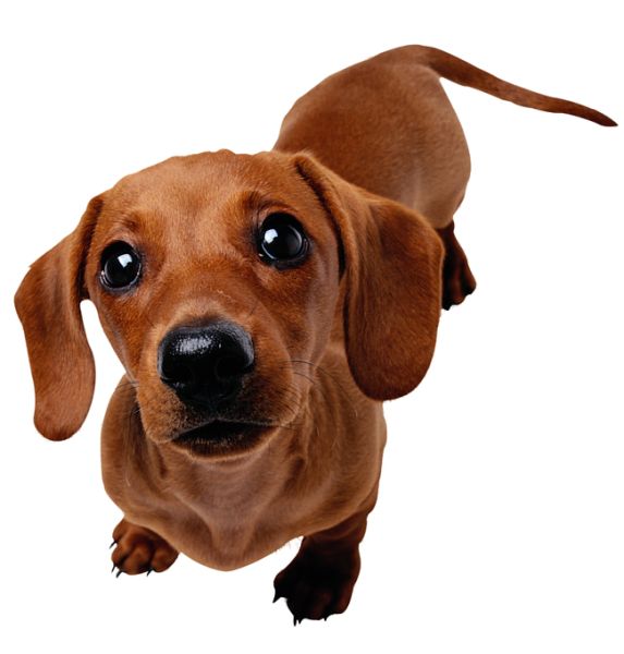 腊肠犬 PNG免抠图透明素材 16设计网编号:72389