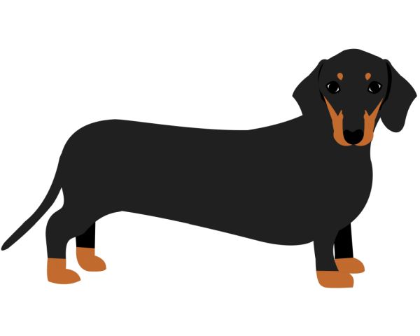 腊肠犬 PNG免抠图透明素材 16设计网编号:72391