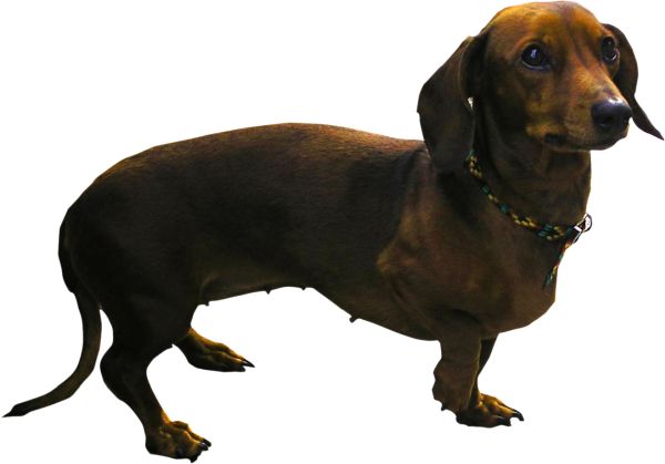 腊肠犬 PNG免抠图透明素材 16设计网编号:72392