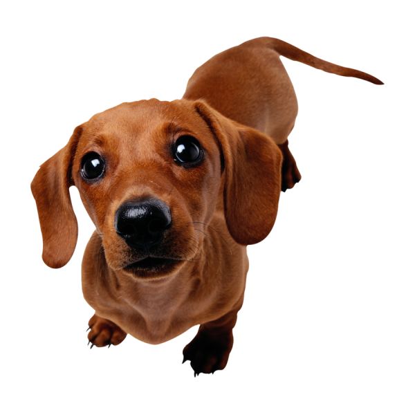 腊肠犬 PNG透明背景免抠图元素 16图库网编号:72395