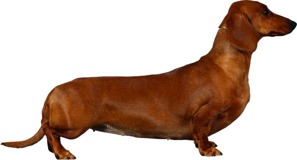 腊肠犬 PNG免抠图透明素材 素材中国编号:72396