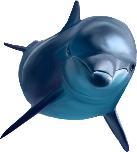 海豚 PNG免抠图透明素材 16设计网编号:71300