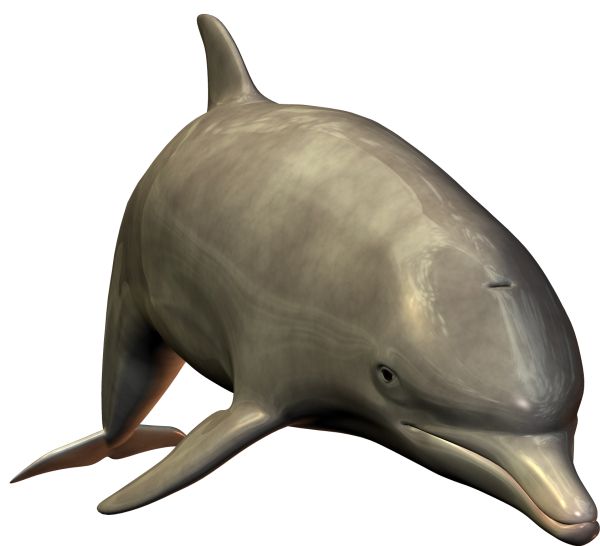 海豚 PNG免抠图透明素材 16设计网编号:71304