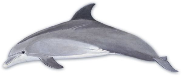 海豚 PNG透明元素免抠图素材 16素材网编号:71306