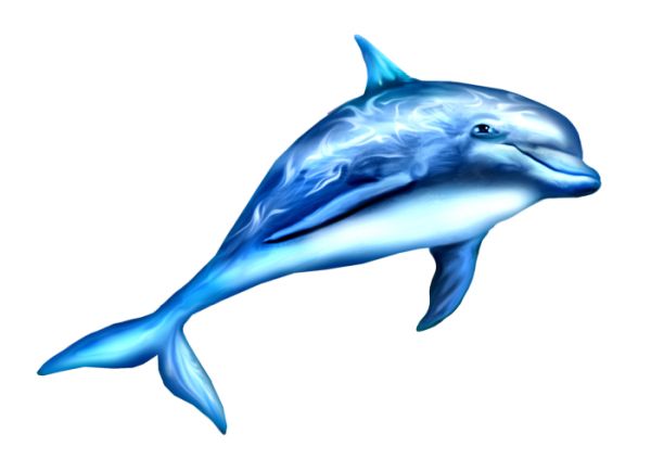 海豚 PNG透明背景免抠图元素 16图库网编号:71309