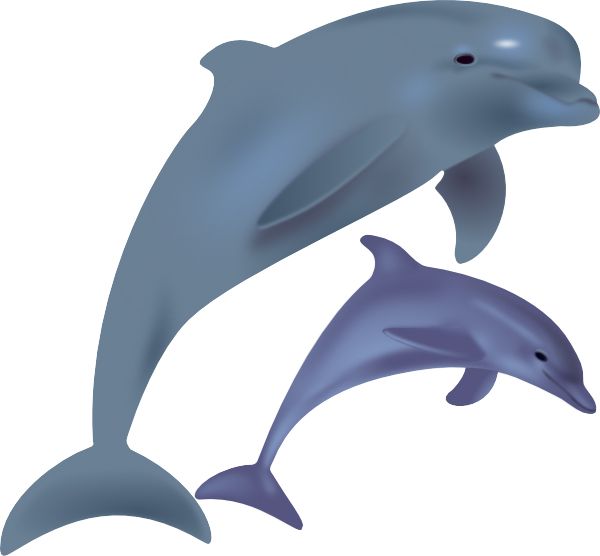 海豚 PNG透明背景免抠图元素 16图库网编号:71316