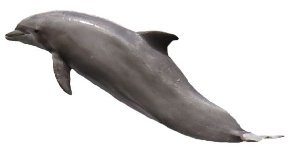 海豚 PNG透明背景免抠图元素 16图库网编号:71317