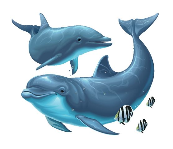 海豚 PNG免抠图透明素材 普贤居素材编号:71318