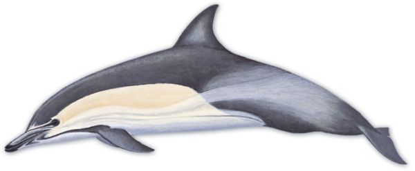 海豚 PNG透明元素免抠图素材 16素材网编号:71320