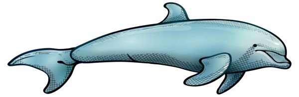 海豚 PNG免抠图透明素材 16设计网编号:71322