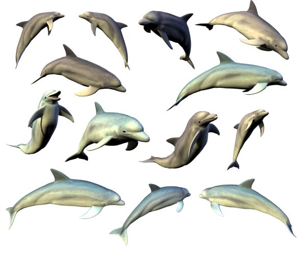 海豚 PNG透明背景免抠图元素 16图库网编号:71323